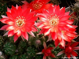 Echinopsis cv.         